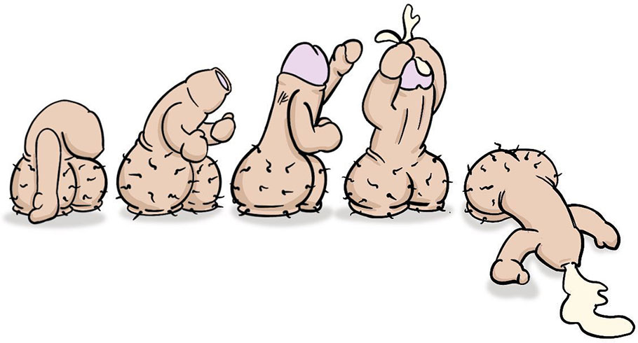 еволюция на пениса